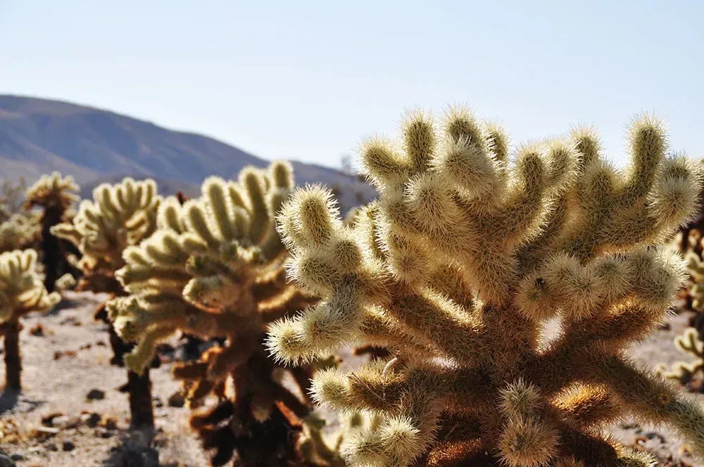 Chula cactus in the Mojave Desert