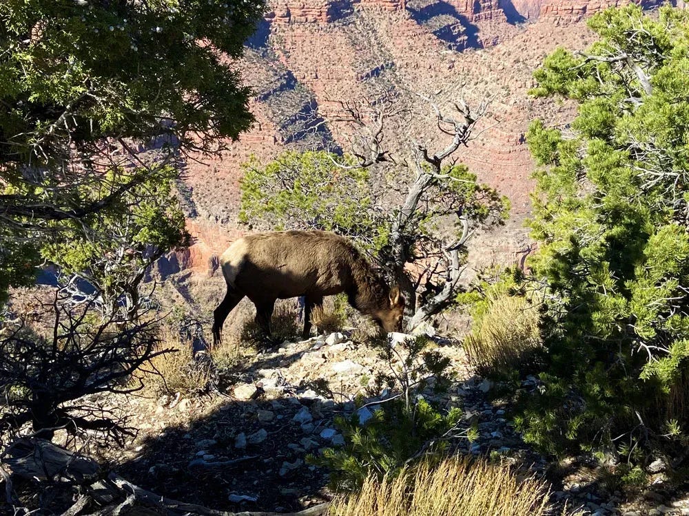 Hiking has allowed us to see all kinds of wildlife including elk.