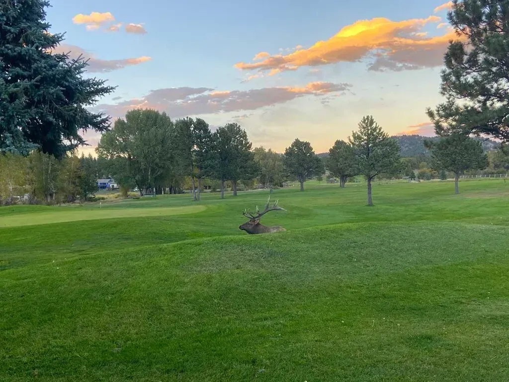 The Elk in Estes Park Post feature image