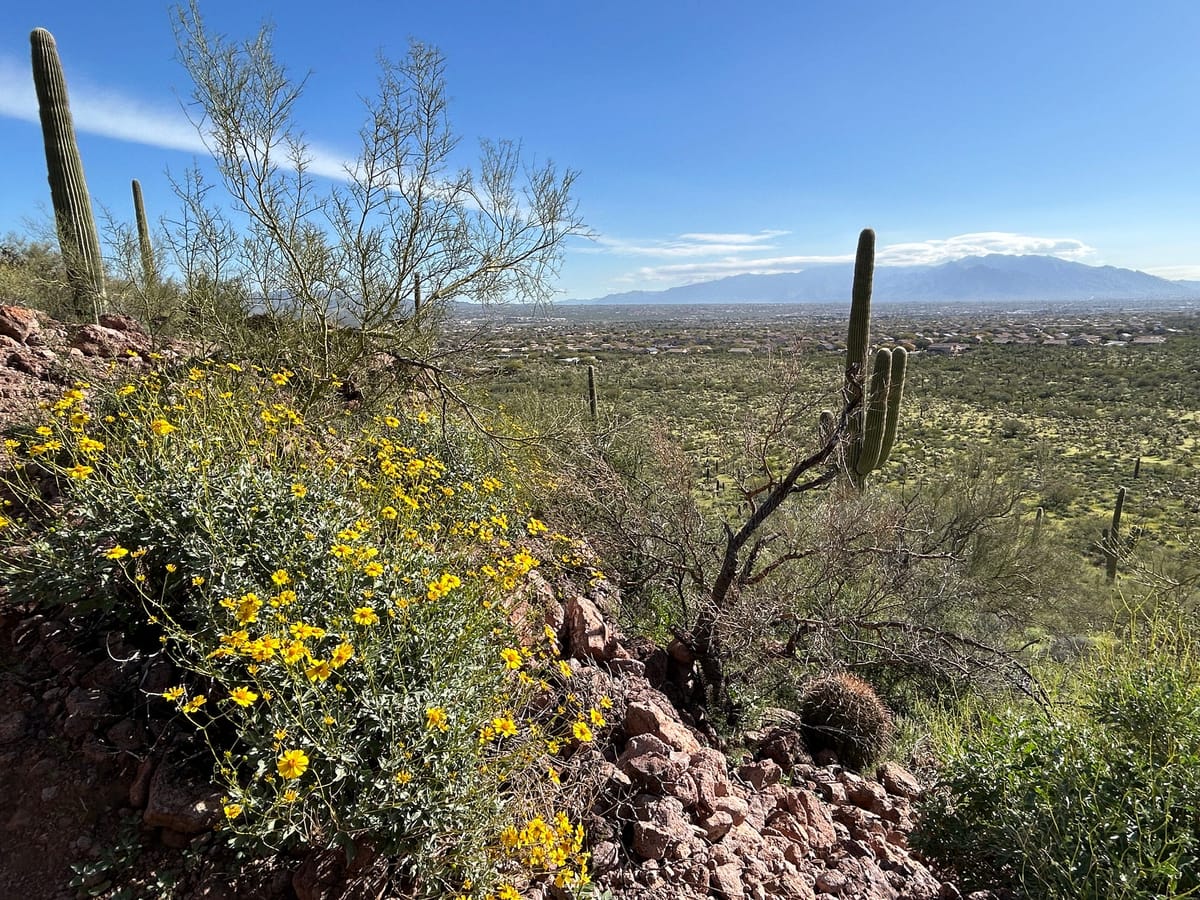 Hiking in Saguaro National Park Post feature image