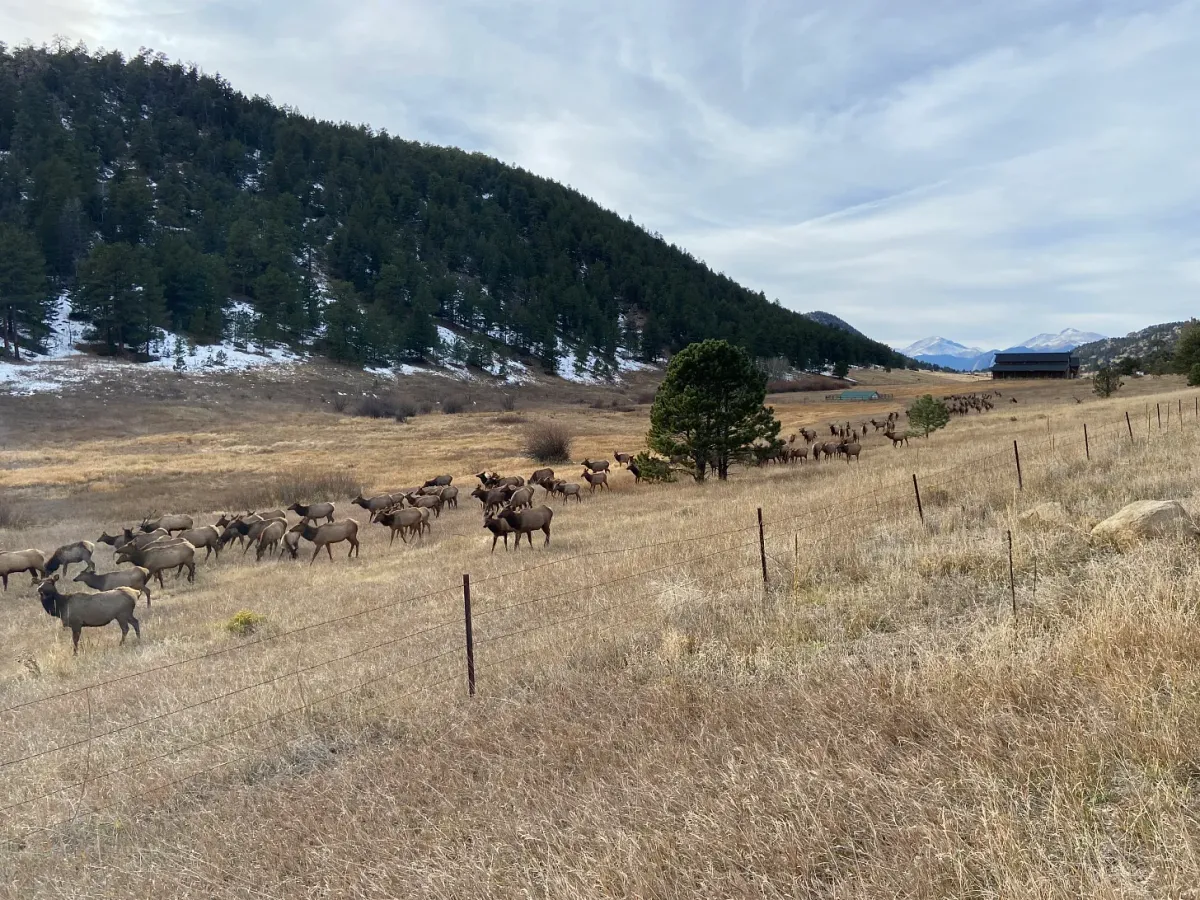 The Elk in Estes Park Post feature image