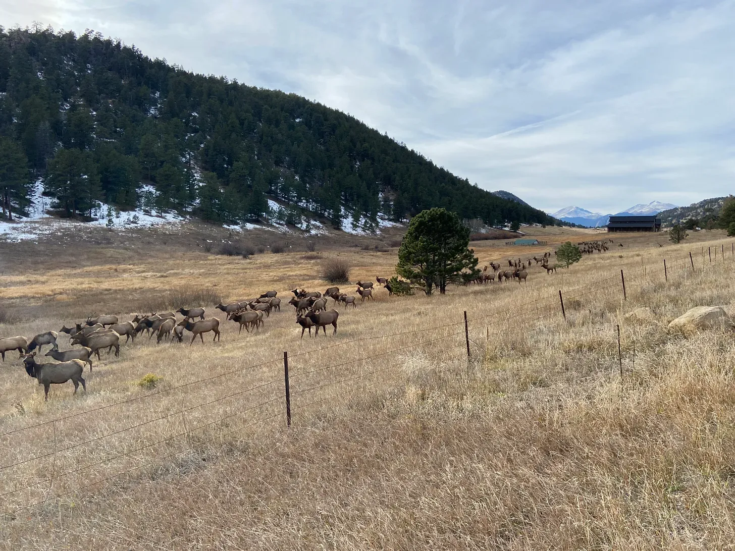 The Elk in Estes Park feature image